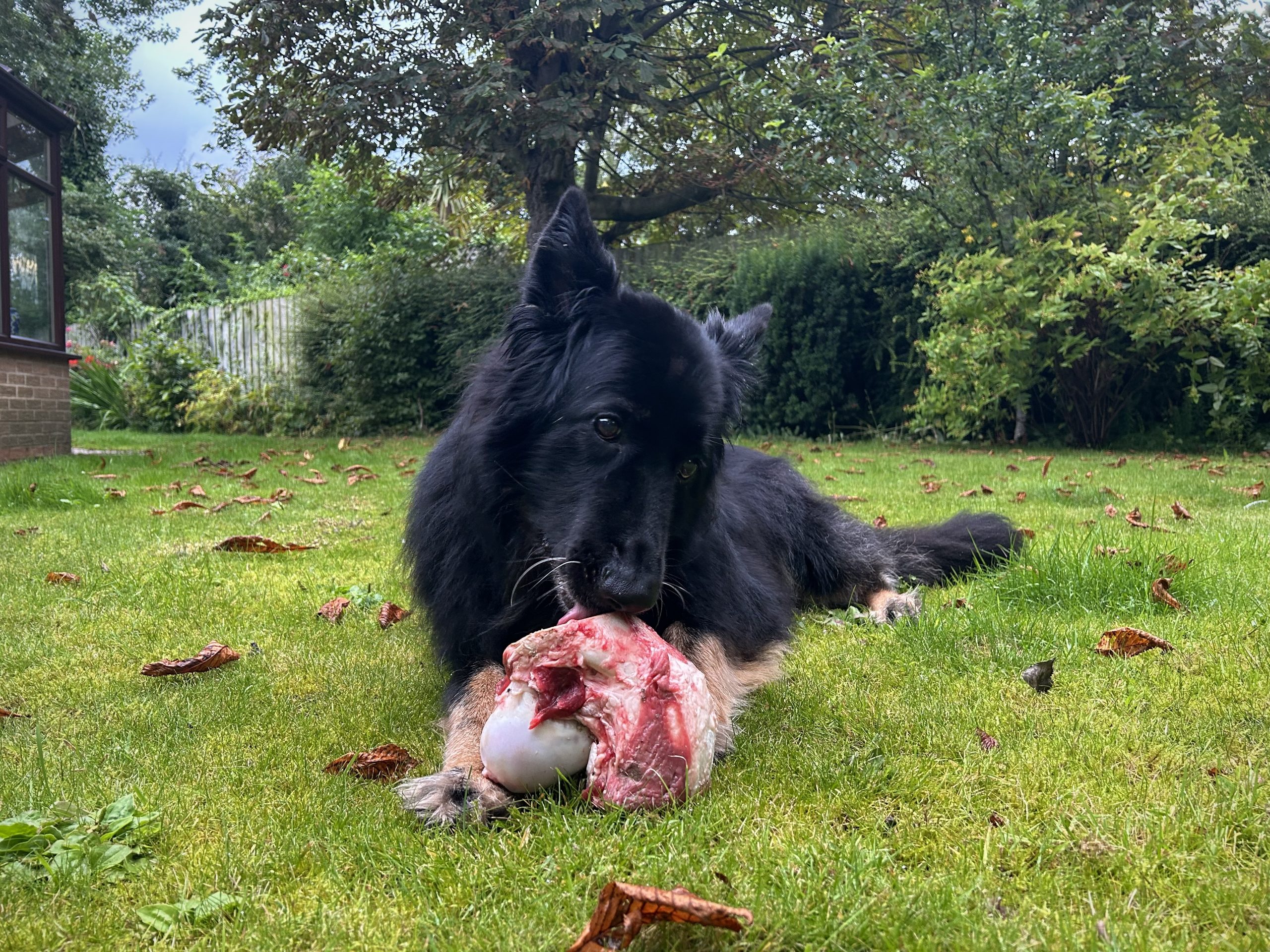 Raw Beef Bone (1 Piece) - Image 4