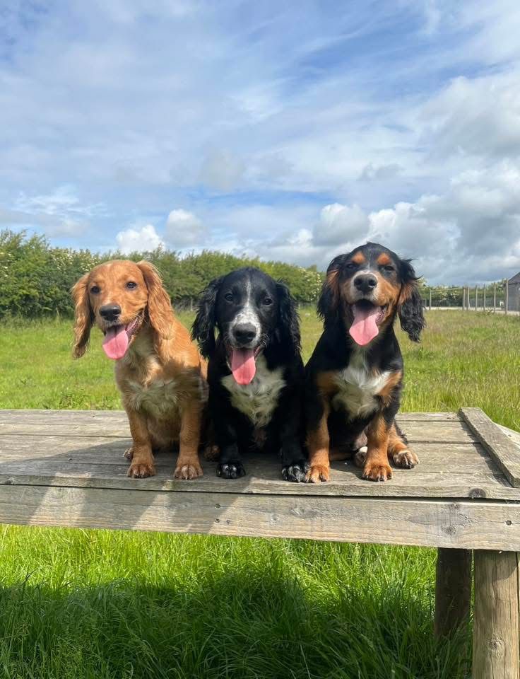 Siblings Dora, Ghillie and Figgy