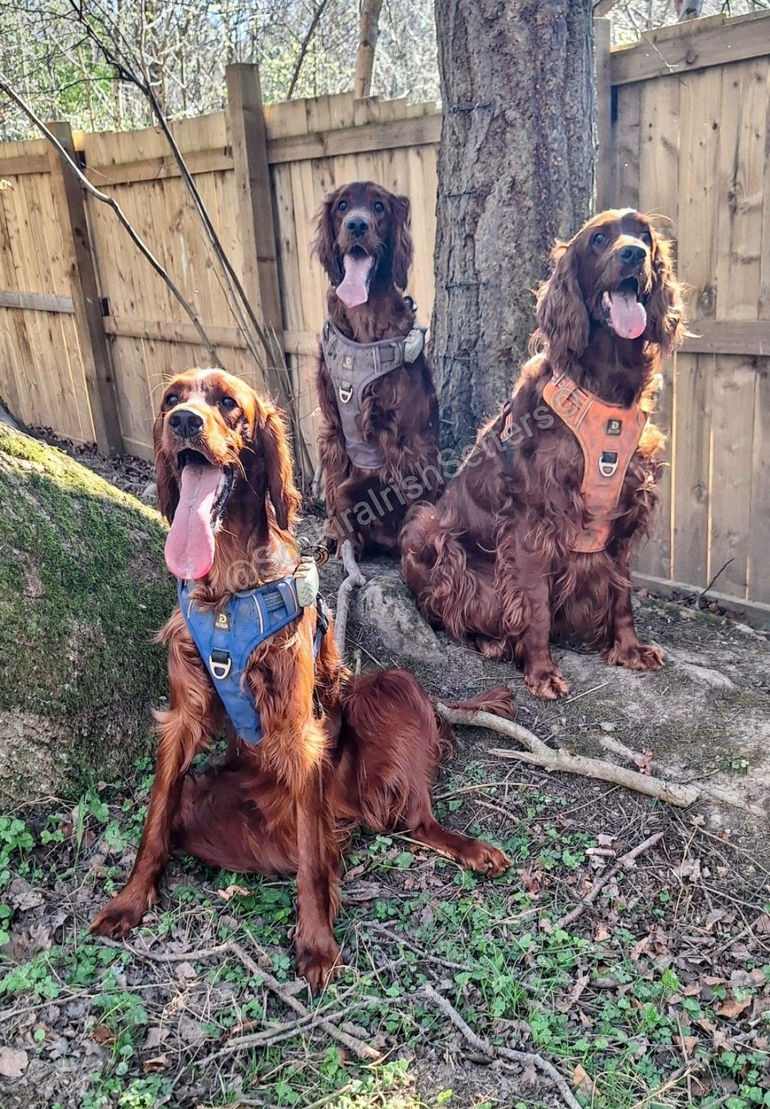 Kira, Kestra and Kassie