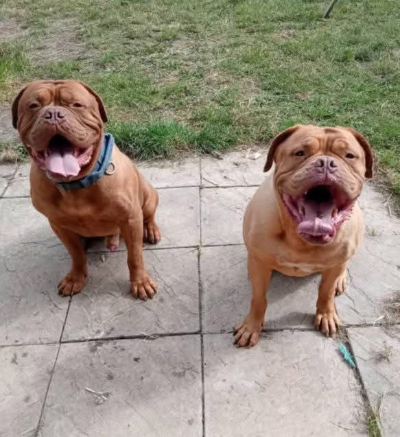 Dogs waiting patiently