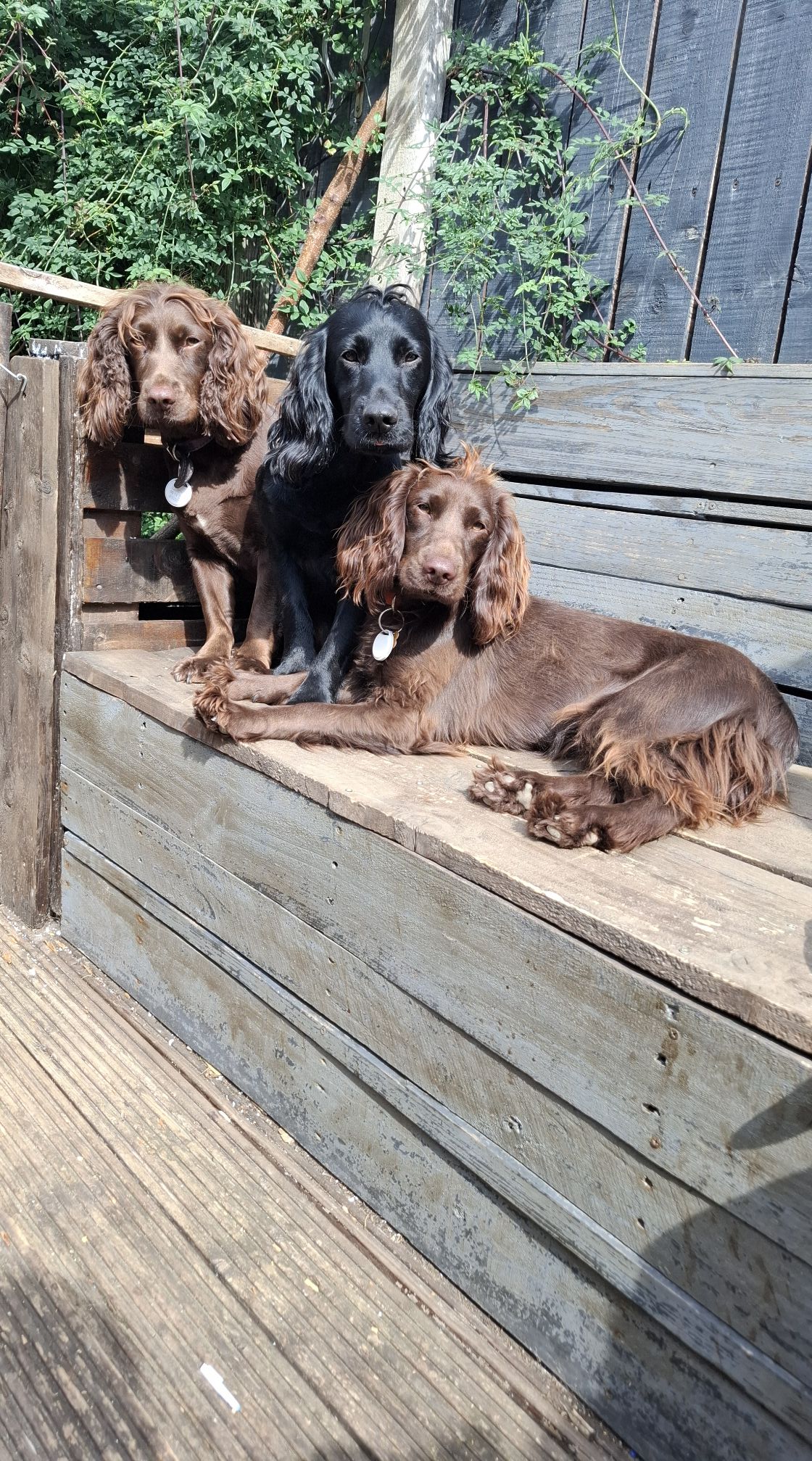 Dottie, Ink and Willow